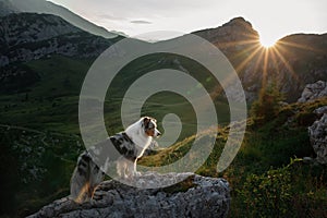 Dog on the mountain at sunset. Travelling with a pet. Australian shepherd in nature