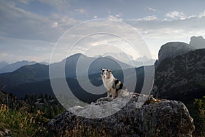 Dog on the mountain at sunset. Travelling with a pet. Australian shepherd in nature