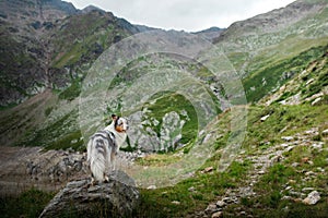 Dog in the mountains. Australian Shepherd in nature, stands on a stone. Landscape