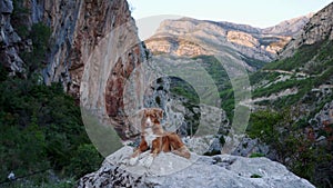 dog in the mountains, hiking with a pet. Nova Scotia duck tolling retriever in nature.