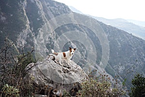dog in the mountains. Jack Russell Terrier stands on a rock. Travel pet