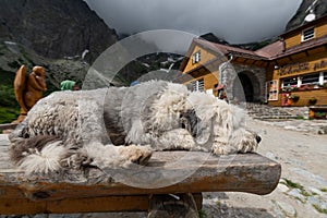 Dog in the mountains