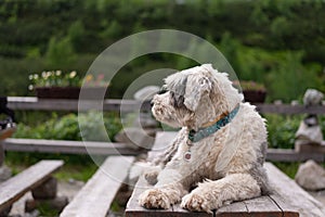 Dog in the mountains