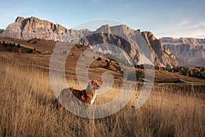 dog in the mountains. Nova Scotia Duck Tolling Retriever on the background of rocks at sunset. . Hiking with a pet