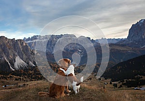 Dog in the mountains. Nova Scotia Duck Tolling Retriever on the background of rocks at sunset. . Hiking with a pet