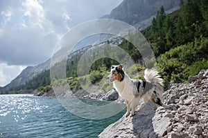 A dog in the mountains is standing on a rock and looking at nature. Travel with a pet. Happy Australian Shepherd.