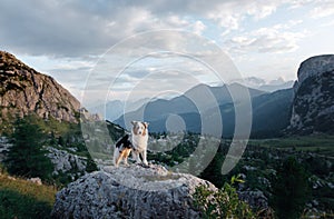 A dog in the mountains is standing on a rock and looking at nature. Travel with a pet. Happy Australian Shepherd.