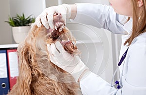 Dog during mouth examination