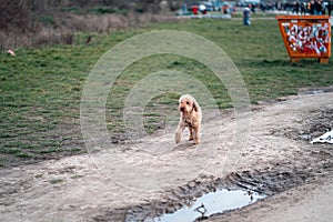 Dog in the mud in Mauer Park, Berlin, Germany