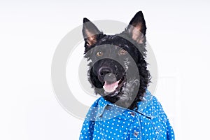 Dog, mudi, wearing shirtfront, isolated on white background in studio