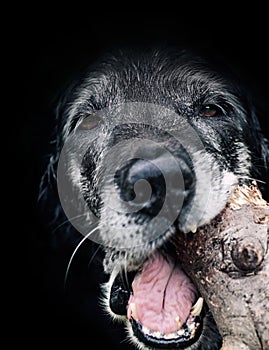 Dog munching log