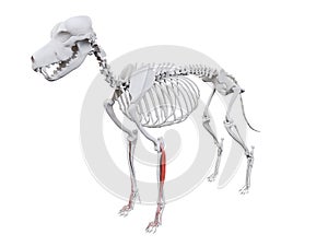 The dog muscle anatomy - extensor digitorum lateralis photo