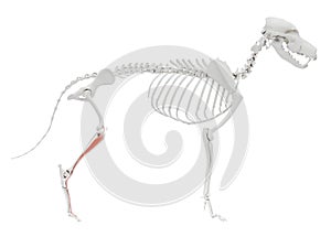 The dog muscle anatomy - extensor digitorum longus