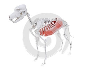 The dog muscle anatomy - external abdominal oblique