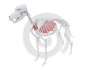 The dog muscle anatomy - external intercostal