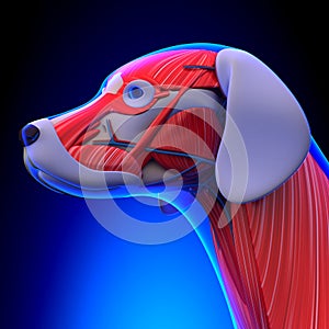 Dog Muscles Anatomy - Anatomy of a Male Dog Muscles