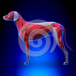 Dog Muscles Anatomy - Muscular System of the Dog