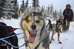 Dog mushing in Fairbanks, Alaska, USA