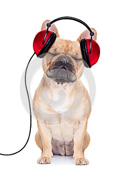 Dog music