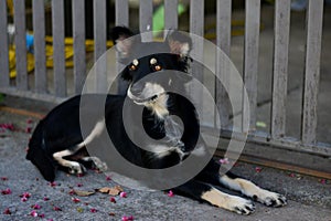 Dog mutt enjoying the street