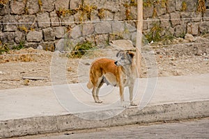 Dog mutt outdoors standing mother