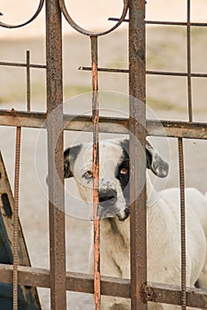 Dog mutt outdoors staring through gate