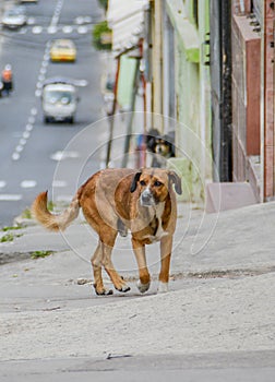 Dog mutt outdoors walking