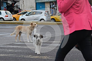 Dog mutt outdoors walking