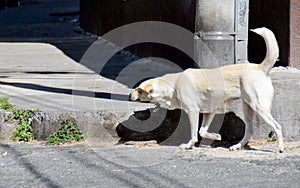 Dog mutt outdoors walking and pointing