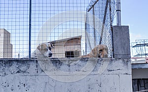 Dog mutt in rooftop looking at the camera