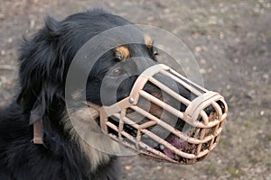 Dog in Muzzle photo