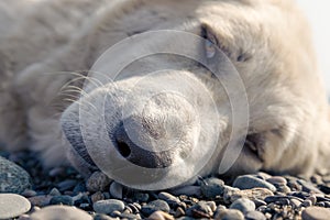 dog muzzle close-up