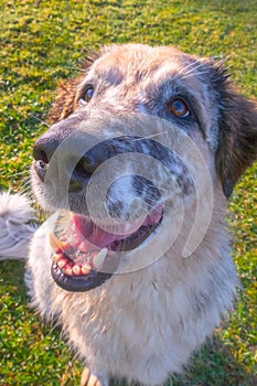 Dog muzzle close-up with big nose