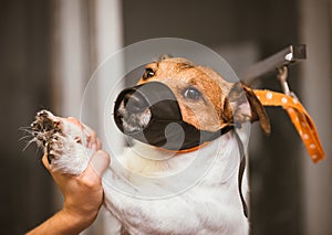 Dog in muzzle constrained by groomer during clipping at salon