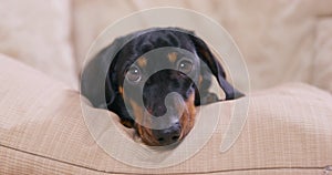 Dog muzzle of dachshund unhappy look begging, pitiful innocent look Sick puppy