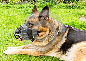 Dog with Muzzle photo