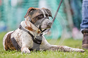 A dog with a muzzle lying on the grass in a park