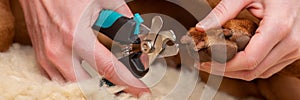 Dog nail clipping banner. Woman using nail clippers to shorten dogs nails. Pet owner cutting nails on vizsla dog.