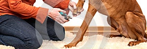 Dog nail clipping banner. Woman using nail clippers to shorten dogs nails. Pet owner cutting nails on vizsla dog.