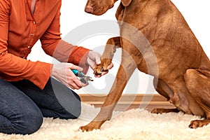Dog nail clipping. Woman using nail clippers to shorten dogs nails. Pet owner cutting nails on vizsla dog.