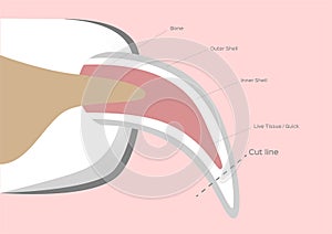 Dog nail structure anatomy / fingernail vector photo