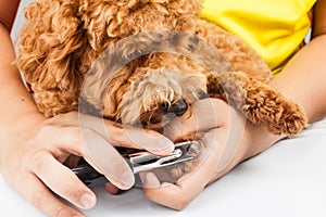 Dog nails being cut and trimmed during grooming photo