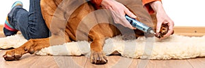 Dog nails grinding banner. Woman using a dremel to shorten dogs nails. Pet owner dremeling nails on vizsla dog.