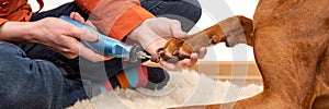 Dog nails grinding banner. Woman using a dremel to shorten dogs nails. Pet owner dremeling nails on vizsla dog. photo