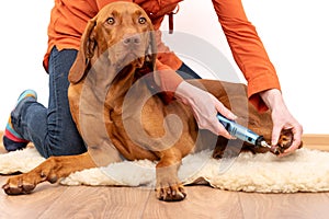 Dog nails grinding. Woman using a dremel to shorten dogs nails. Pet owner dremeling nails on vizsla dog.