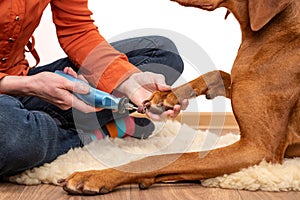 Dog nails grinding. Woman using a dremel to shorten dogs nails. Pet owner dremeling nails on vizsla dog.