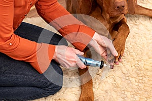 Dog nails grinding. Woman using a dremel to shorten dogs nails. Pet owner dremeling nails on vizsla dog.