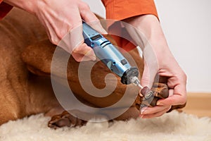 Dog nails grinding. Woman using a dremel to shorten dogs nails. Pet owner dremeling nails on vizsla dog.