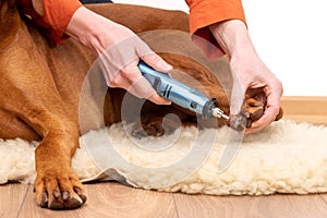 Dog nails grinding. Woman using a dremel to shorten dogs nails. Pet owner dremeling nails on vizsla dog.