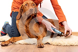 Dog nails grinding. Woman using a dremel to shorten dogs nails. Pet owner dremeling nails on vizsla dog. photo